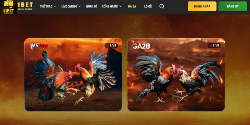 Nhiều trường gà hấp dẫn tại 11bet